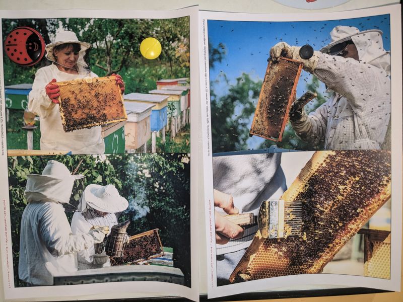 Życie pszczół - zdjęcie 3